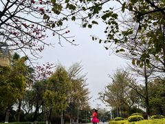 -五缘湾湿地公园