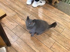 -more than meow吴止猫主题餐厅(承德 中船汇店)