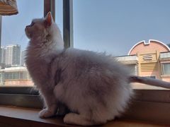 -安安宠物医院(情缘分院)