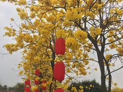 -天适樱花悠乐园
