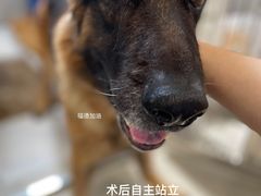 -北京派仕佳德动物医院·超导核磁·CT·神经科·骨科·内外科·急重症管理中心