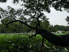 -莲池书院博物馆