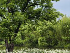 -西溪国家湿地公园