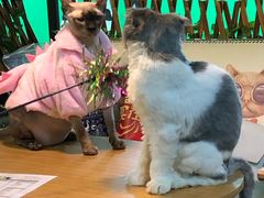 -李小姐の猫咖啡馆(五角场店)