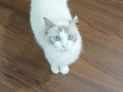 -楼上猫咖(罗湖店)