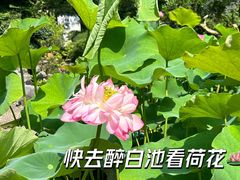 -上海醉白池公园