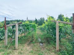-北京张裕爱斐堡酒庄