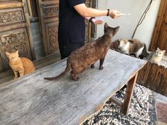 -喵屿·大理花园猫咖