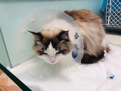 -纳吉亚猫专科动物诊疗中心(蒋宅口分院)