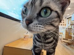 -有喵·猫咖·狗咖·30几只猫10只小狗(岗厦店)