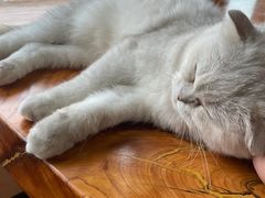 -蓝鲸·缅因猫舍