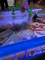 -卡通尼·Safari非洲探索乐园·生日会(金桥国际商业广场店)