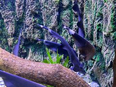 -上海海洋水族馆