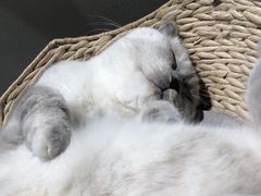 -藏猫猫咖啡主题馆(中央大道店)