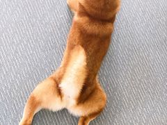 -柴源莊·柴小宠柴犬咖啡