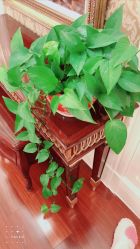 -大美母婴月子中心