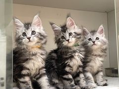 -lincat·猫舍(广州店)
