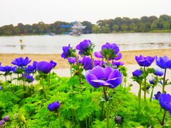 -上海鲜花港