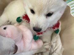 -柴犬小屋·柴餐厅·狗咖食堂(金鼎广场店)