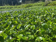 -昆山城市生态森林公园