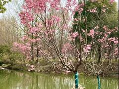 -梁鸿国家湿地公园