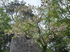 -巢湖姥山岛