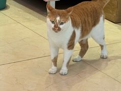 -瑞派申生动物医院·24H夜诊·国际动物医疗中心·骨外科(吴中路店)