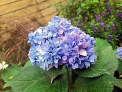 -三圣花乡旅游区