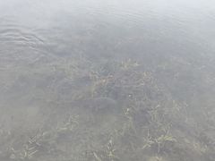 -桐乡凤凰湖