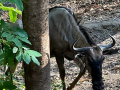 -清迈夜间动物园