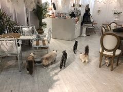 -共舞时光猫咖·狗咖(新街口店)