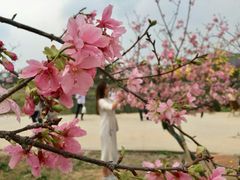 -天适樱花悠乐园