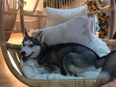 -Husky Go! 哈士奇体验馆·宠物咖啡厅狗咖