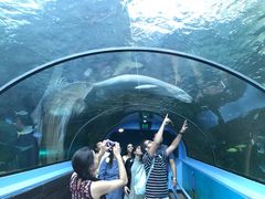 -悉尼海洋生物水族馆