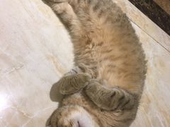 -猫大福·Fortune Cat猫舍(百子湾店)