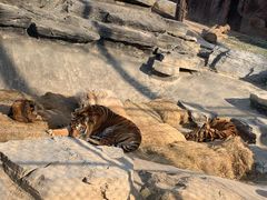 -北京野生动物园