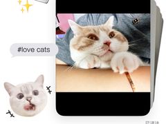 -momokira米努特·德文卷毛猫·棉花面纱犬