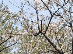 -武汉大学-樱园