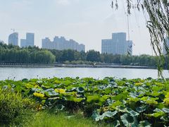 -后襄河公园