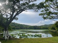 -番禺大夫山森林公园