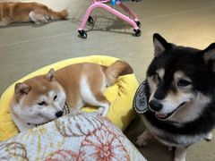 -逗柴咖啡屋·狗咖猫咖宠物桌游
