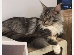 -瞄一喵猫咖(格力海岸店)