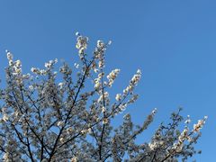 -顾村公园