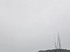 -千年银杏谷文化旅游区