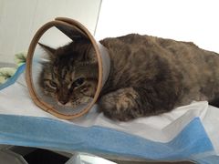 -爱侣宠医·鹦鹉专科·小型哺乳类·异宠专科(灵石路店)