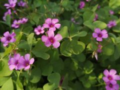 -祥源·阜阳生态乐园