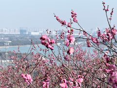 -香雪海