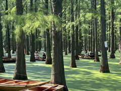 -渌洋湖湿地公园