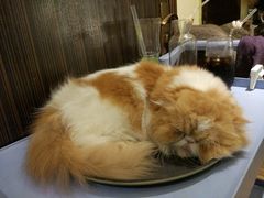 -more than meow吴止猫主题餐厅(承德 中船汇店)