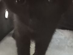 -爱侣宠医·鹦鹉专科·小型哺乳类·异宠专科(灵石路店)